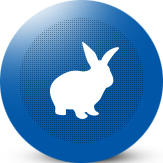 Iepuri