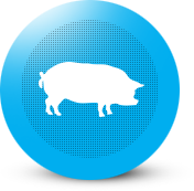 Porci