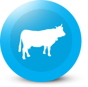 Bovine
